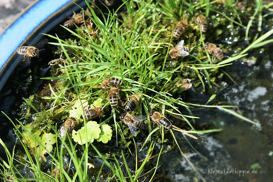 Bienentränke Bienentraenke - Wasserstellen für Bienen auf Balkon und im Garten